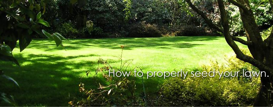 How To Plant Your Lawn Properly